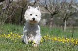 WESTIE 190